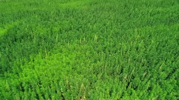 Letecký Pohled Pole Nezrající Zeleně Licencované Organické Přírodní Konopí Době — Stock video