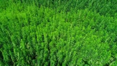 Güneşli bir günde olgunlaşmamış yeşil lisanslı organik teknik kenevir bir alanın havadan görünümü. Weed sürdürülebilir bir metadır. Endüstriyel esrar. 4k drone görüntüleri.