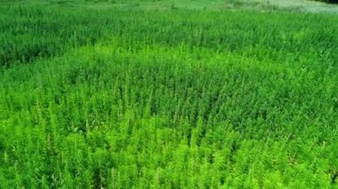Güneşli bir günde olgunlaşmamış yeşil lisanslı organik teknik kenevir bir alanın havadan görünümü. Weed sürdürülebilir bir metadır. Endüstriyel esrar. 4k drone görüntüleri.