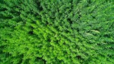 Güneşli bir günde olgunlaşmamış yeşil lisanslı organik teknik kenevir bir alanın havadan görünümü. Dikey izleme çekimi. Weed sürdürülebilir bir metadır. Endüstriyel esrar. 4k drone görüntüleri.