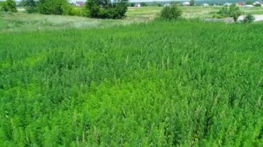 Güneşli bir günde olgunlaşmamış yeşil lisanslı organik teknik kenevir bir alanın havadan görünümü. Weed sürdürülebilir bir metadır. Endüstriyel esrar. 4k drone görüntüleri.