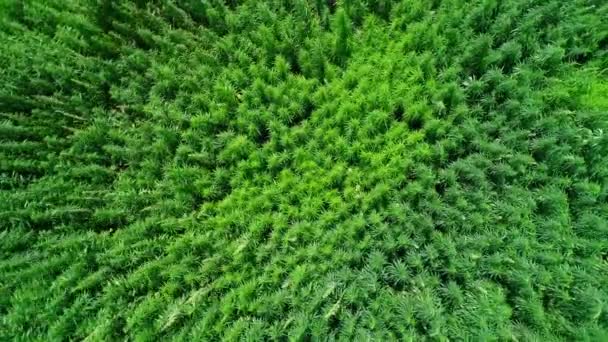 Aerial View Field Unripened Green Licensed Organic Technical Hemp Sunny — Stock Video