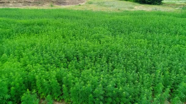 Aerial View Field Unripened Green Licensed Organic Technical Hemp Sunny — Stock Video