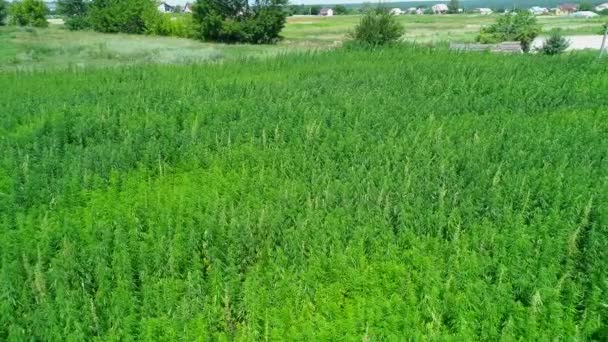 在阳光明媚的日子里 鸟瞰未成熟的绿色许可有机技术大麻 杂草是可持续的商品 工业大麻 无人机素材 — 图库视频影像