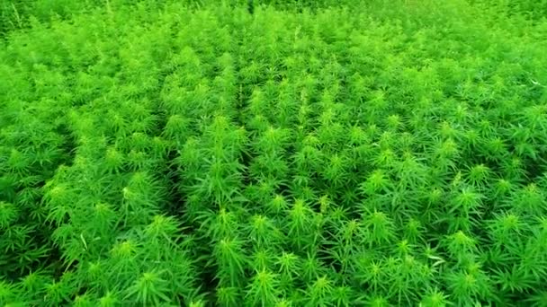 Aerial View Field Unripened Green Licensed Organic Technical Hemp Sunny — Stock Video