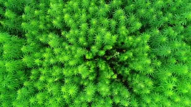 Letecký Pohled Pole Nezrající Zeleně Licencované Organické Přírodní Konopí Době — Stock video