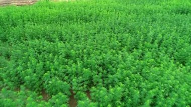 Güneşli bir günde olgunlaşmamış yeşil lisanslı organik teknik kenevir bir alanın havadan görünümü. Weed sürdürülebilir bir metadır. Endüstriyel esrar. 4k drone görüntüleri.