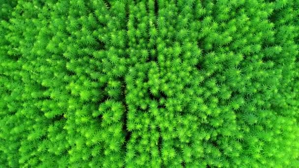 Luftaufnahme Eines Feldes Unreifen Grünen Lizenzierten Bio Hanfs Sonnigen Tag — Stockvideo