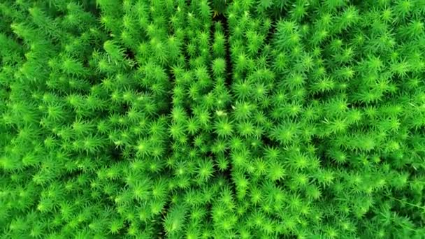 Vista Aérea Campo Cáñamo Técnico Orgánico Verde Sin Madurar Día — Vídeo de stock