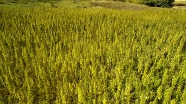 Veduta Aerea Campo Canapa Tecnica Biologica Maturata Autorizzata Nella Giornata — Video Stock