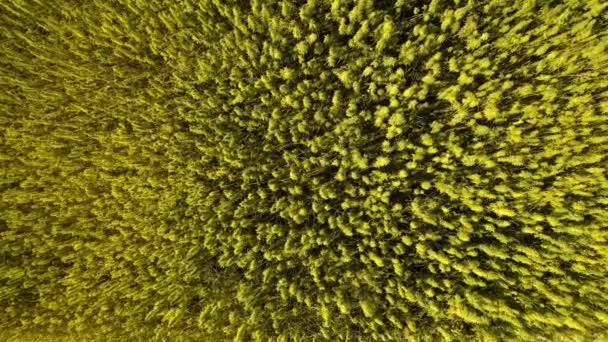 Luftaufnahme Eines Feldes Mit Reifen Lizenzierten Bio Hanf Sonnigen Tag — Stockvideo