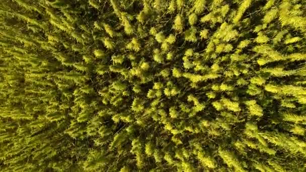 Vue aérienne d'un champ de chanvre technique biologique mûri sous licence au soleil, prêt pour la récolte. Prise de vue verticale. L'herbe est une denrée durable. Du cannabis industriel. Images de drone 4K .