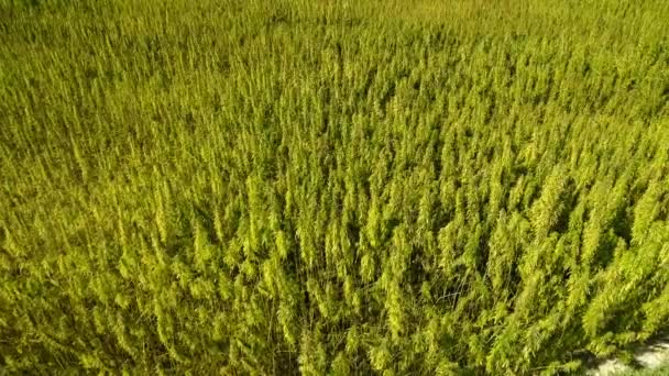 Vista Aérea Campo Cáñamo Técnico Orgánico Con Licencia Madurado Día — Vídeo de stock