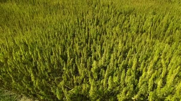 Aerial View Field Ripened Licensed Organic Technical Hemp Sunny Day — Stock Video
