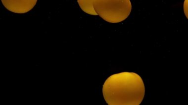 Siyah zemin üzerinde saydam suyun altında dört sarı domates yatıyor. Akvaryuma taze organik sebzeler sıçrıyor. Market, sağlıklı yiyecekler, vejetaryenlik, hava kabarcıkları. Ağır çekim. Yakın plan..