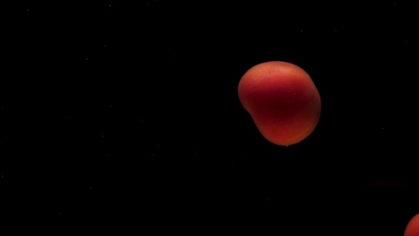 Une Tomate Rouge Trouve Sous Eau Transparente Sur Fond Noir — Video