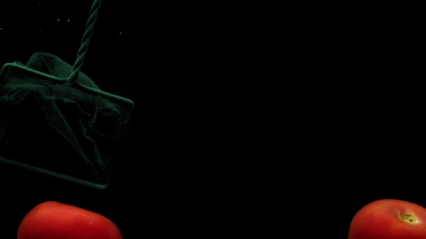 緑色のスクープネットは 赤いトマトをキャッチし 黒の背景に透明な水でそれを引き出します 水族館で新鮮な有機野菜 食料品店健康食品菜食主義スローモーション — ストック動画