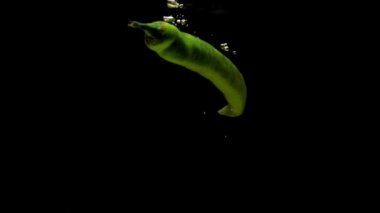 Green chili falling into transparent water on black background. Fresh organic vegetables splashing in aquarium. Grocery store, healthy food, diet, vegetarianism, air bubbles. Slow Motion. Close-up.