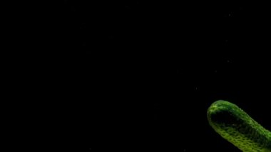 Yeşil salatalık siyah arkaplanda saydam suya düşüyor. Akvaryuma taze organik sebzeler sıçrıyor. Market, sağlıklı yiyecekler, diyet, vejetaryenlik, hava kabarcıkları. Ağır çekim. Yakın plan..