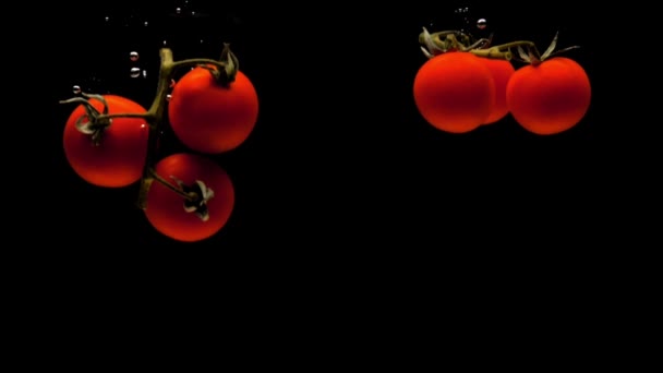 Twee Takken Kerstomaten Vallen Zwarte Achtergrond Transparant Water Verse Biologische — Stockvideo