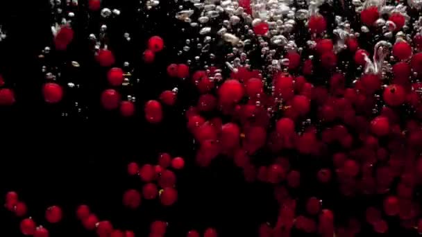 Κόκκινες Σταφίδες Πέφτουν Διάφανο Νερό Μαύρο Φόντο Φρέσκα Βιολογικά Μούρα — Αρχείο Βίντεο