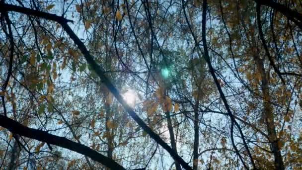 Panning Utsikt Över Trädtopparna Med Solen Skiner Genom Lövverket Hösten — Stockvideo