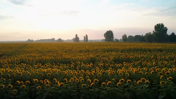 Vue aérienne d'un beau champ de tournesols au lever du soleil — Video