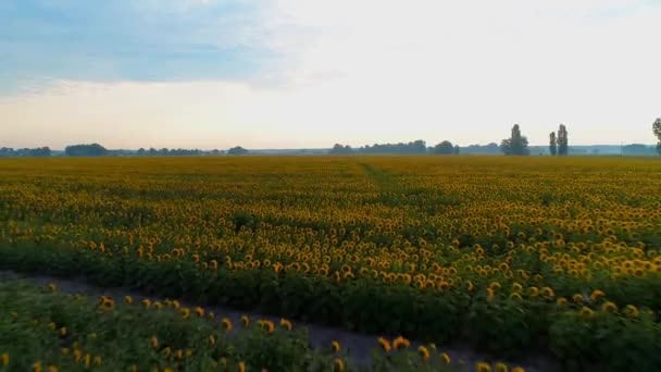 Vista aérea de un hermoso campo de girasoles al amanecer — Vídeos de Stock