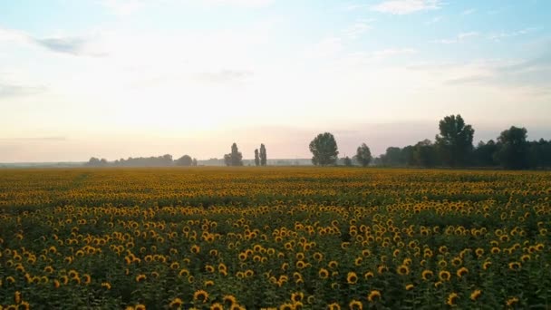 Flygfoto över ett vackert fält av solrosor vid soluppgången — Stockvideo