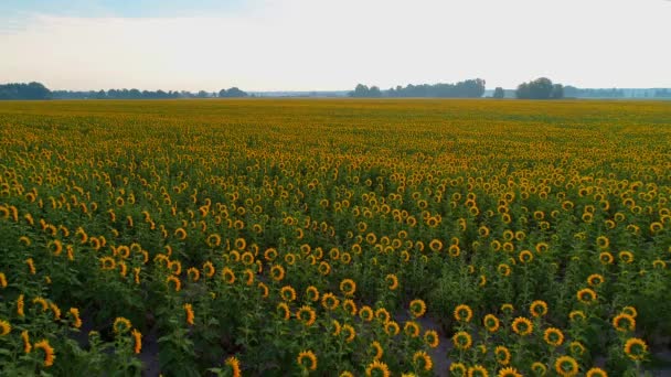 Veduta aerea di un bellissimo campo di girasoli all'alba — Video Stock