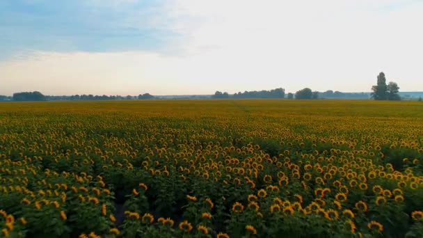 Flygfoto över ett vackert fält av solrosor vid soluppgången — Stockvideo