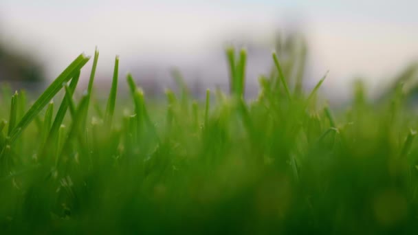 Closeup verão fresco verde grama treme ao vento — Vídeo de Stock