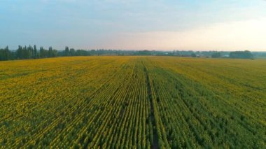 Gün doğumunda güzel bir ayçiçeği tarlasının havadan görünüşü