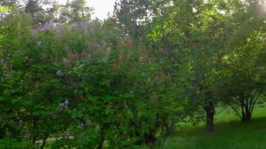 Panoramik manzara. Çiçekli, bitkili yeşil ağaçlar. Bahçedeki ya da parktaki çimenler.