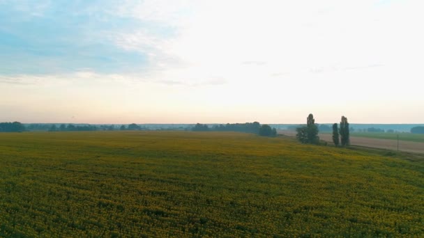 Widok z lotu ptaka piękne pole słoneczników o wschodzie słońca — Wideo stockowe