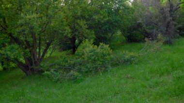 Panoramik manzara yeşil ağaçları çiçeklerle, bitkilerle, çimlerle bir bahçede veya parkta bıraktı