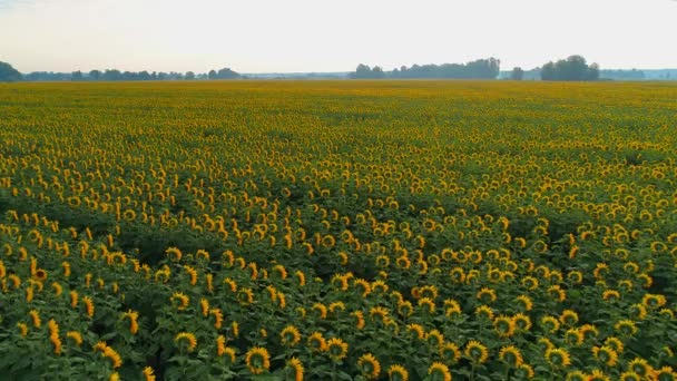 Vista aérea de un hermoso campo de girasoles al amanecer — Vídeos de Stock