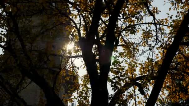 Panning right view autumn tree with falling yellow leaves against shining sun — Stock Video