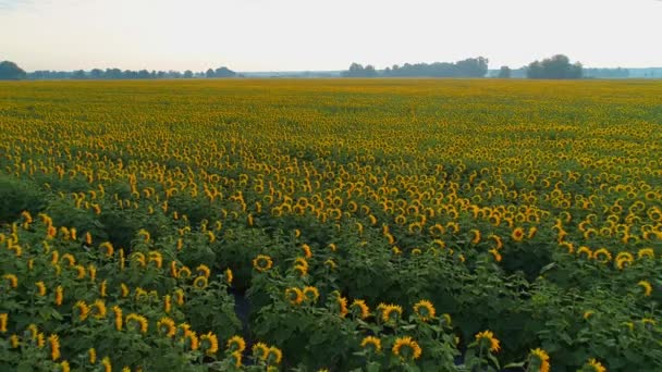 Vue aérienne d'un beau champ de tournesols au lever du soleil