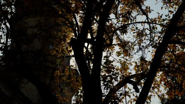 Panning höger vänster vy höst träd med gula blad på bakgrunden lysande sol — Stockvideo