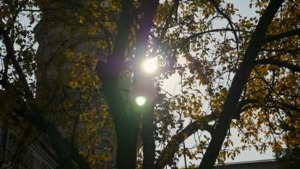 Panning direito vista outono árvore folhas amarelas contra o sol brilhante pano de fundo — Vídeo de Stock