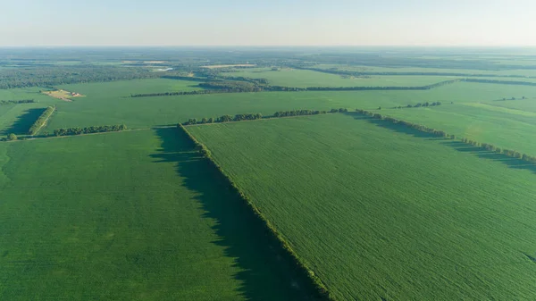 Beautiful aerial view green corn field, trees at summer sunset — Stock Photo, Image