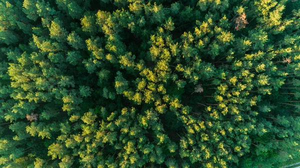 Vista aérea superior bela floresta verde no pôr do sol de verão — Fotografia de Stock