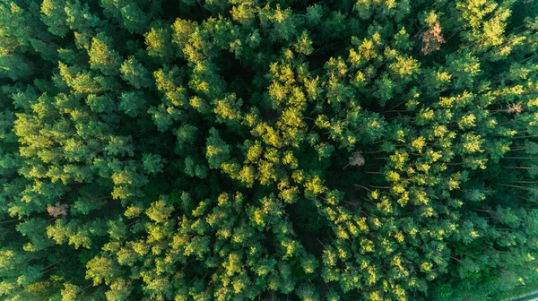Aerial top view beautiful green forest at summer sunset
