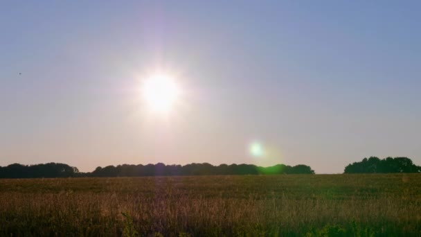 Czas upływa krajobraz zachód słońca za drzewami światło słoneczne, słońce blask, pole pszenicy, niebo — Wideo stockowe