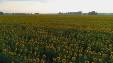 Gün doğumunda güzel bir ayçiçeği tarlasının havadan görünüşü