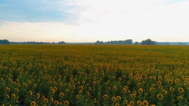Gün doğumunda güzel bir ayçiçeği tarlasının havadan görünüşü