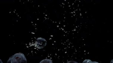 Yavaş hareket eden mavi erikler siyah arkaplanda şeffaf suya düşüyorlar. Güzel taze meyveler akvaryuma sıçrıyor. Organik meyveler, sağlıklı yiyecekler, diyet, hava kabarcıkları