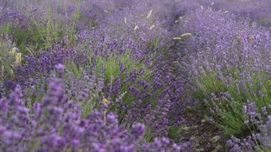 Lavanta bir alan bitkilerde closeup. Provence lavanta sezon