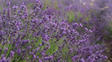 Lavanta bir alan bitkilerde closeup. Provence lavanta sezon